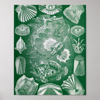 Poster Ilustração de Zoologia Marinha de Peixes Ósseos Vi