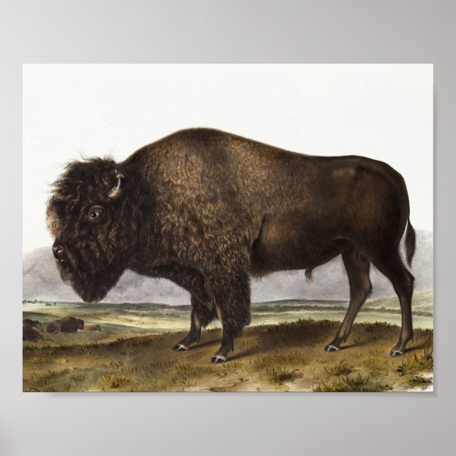 Poster Ilustração do American Bison (Bos Americanus) (Frente)