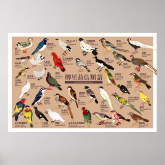 Poster Ilustração do Atlas de Pássaros Japonês Vintage