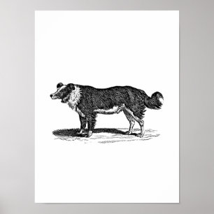 Póster Ilustração do cão de border collie dos 1800s do