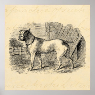 Poster Ilustração do cão de Bull dos 1800s do buldogue