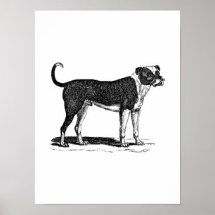 Póster Ilustração do cão do buldogue dos 1800s do vint