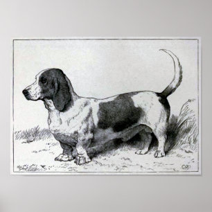 Póster Ilustração do cão do vintage de "Basset Hound"