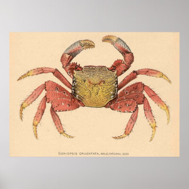 Poster Ilustração do Caranguejo-Raiz Vintage (1902) (Frente)