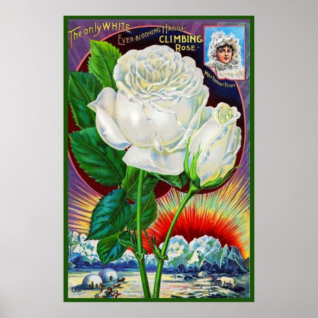 Poster Ilustração do catálogo rosa da década de 1890 Whit (Frente)