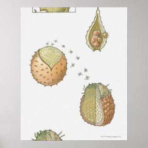 Poster Ilustração do ciclo de vida de um Selaginella
