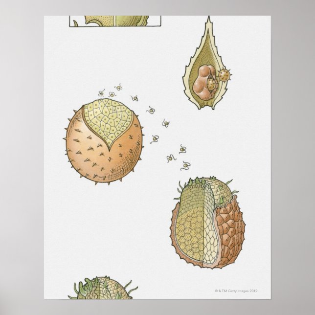 Poster Ilustração do ciclo de vida de uma Selaginella (Frente)