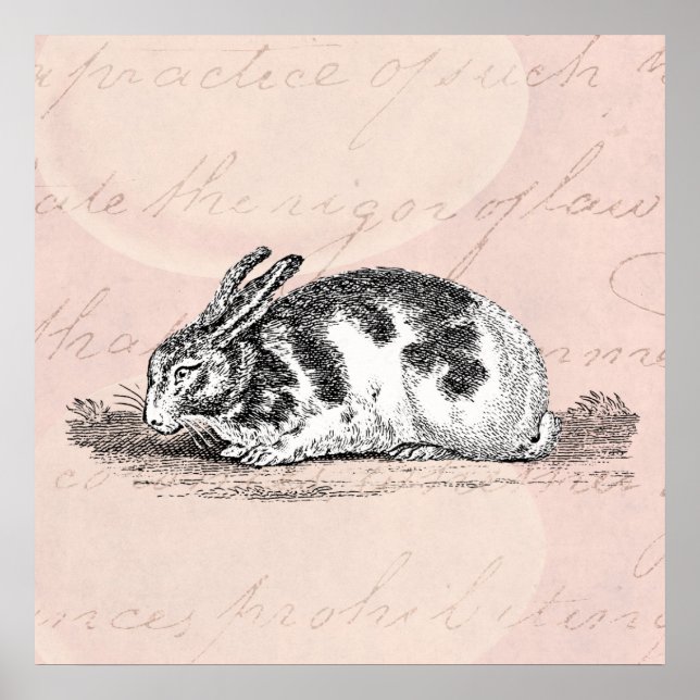 Poster Ilustração do coelho coelho vintage - Coelhos de 1 (Frente)