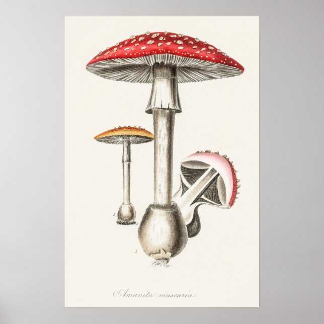 Poster Ilustração do Cogumelo de Amanita Muscaria ( (Frente)