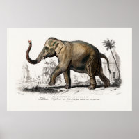 Ilustração do Elefante Asiático Vintage 1892