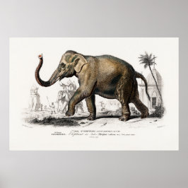 Poster Ilustração do Elefante Asiático Vintage 1892