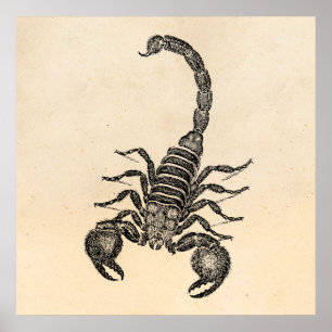 Poster Ilustração do escorpião dos 1800s do vintage -