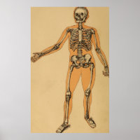 Ilustração do Esqueleto Humano Vintage (1887)