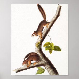 Poster Ilustração do Esquilo Columbiano de Richardson