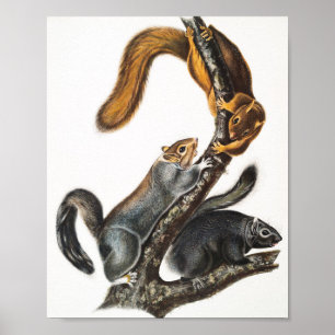 Poster Ilustração do Esquilo Gato (Sciurus cinereus)