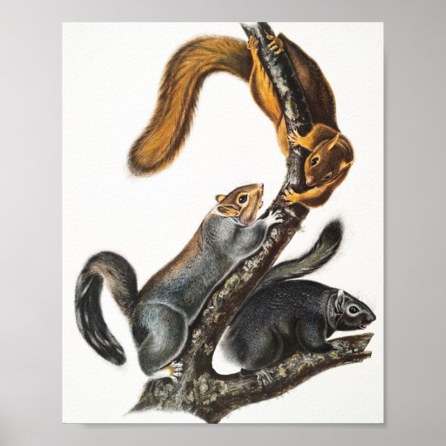 Poster Ilustração do Esquilo Gato (Sciurus cinereus) (Frente)