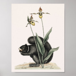 Poster Ilustração do Esquilo Vintage