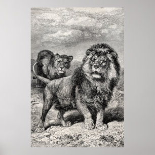 Póster Ilustração do gato grande de Lionesse do leão d
