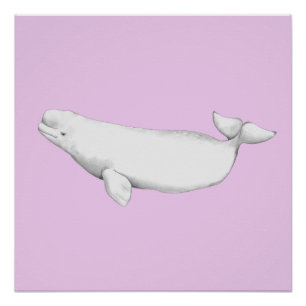 Póster Ilustração do Livro de Baleias Beluga, Cute Elegan