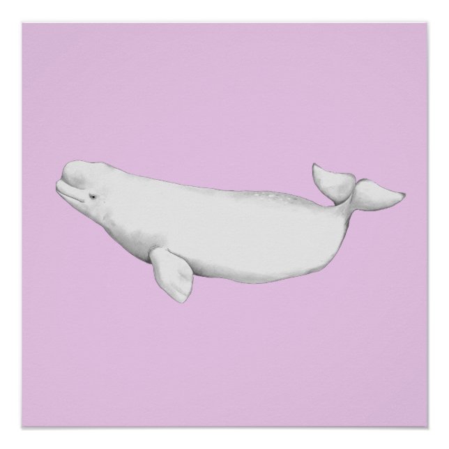 Póster Ilustração do Livro de Baleias Beluga, Cute Elegan (Frente)