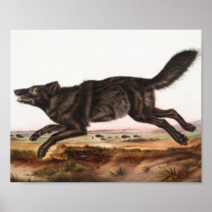 Poster Ilustração do Lobo Negro-Americano (Canis lupus)