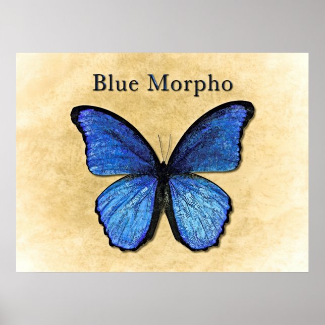 Póster Ilustração do Morpho Azul (Frente)