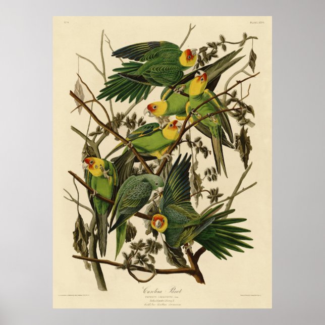 Poster Ilustração do papagaio da Carolina de Audubon (Frente)