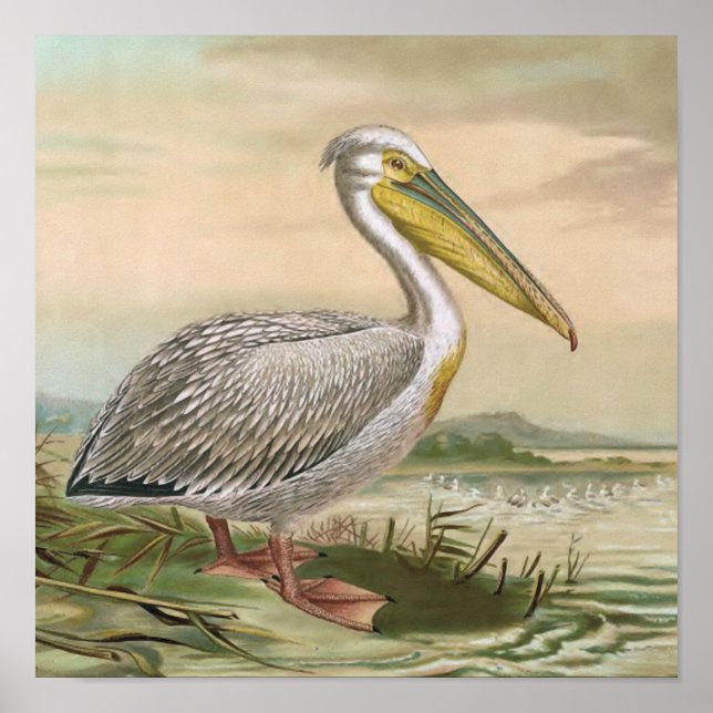 Póster Ilustração do pássaro da Vintage Pelican branco-ex (Frente)