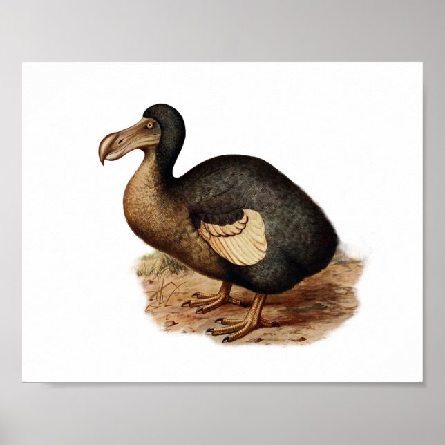 Poster Ilustração do Pássaro do Vintage Dodo (Frente)