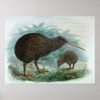Póster Ilustração do pássaro marrom Kiwi da ilha norte