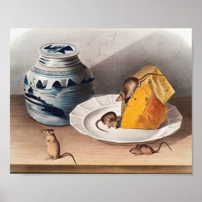 Poster Ilustração do rato (Mus-musculus) (Frente)