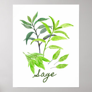 Poster Ilustração do Sage de Aquarela