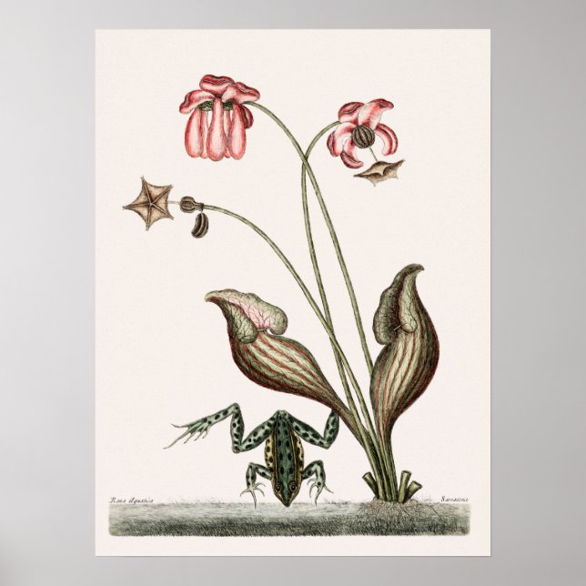 Poster Ilustração do Sapo Vintage (Frente)