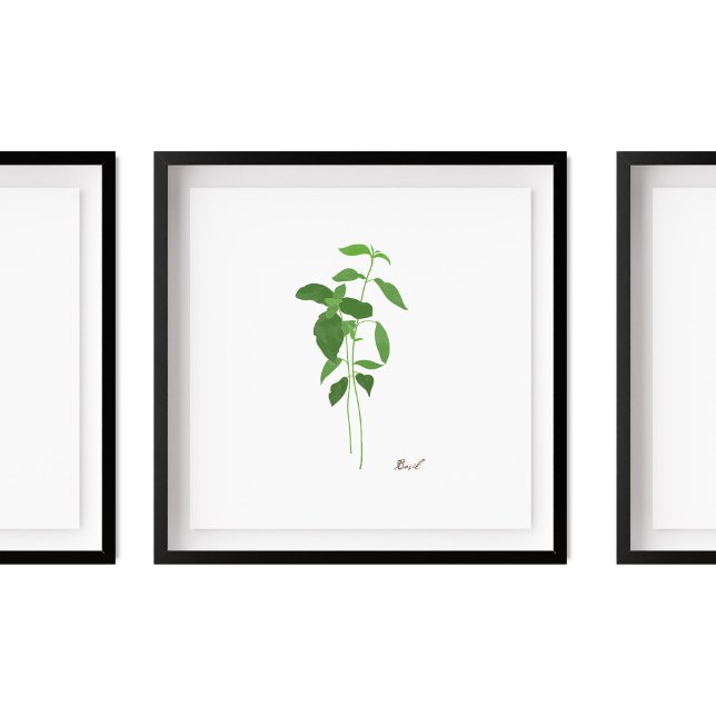 Poster Ilustração do Stem Basil | Herbs Kitchen Wall Art (Criador carregado)