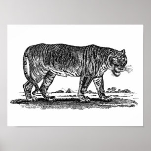 Póster Ilustração do Tigre Vintage - Africano do Tigres 1