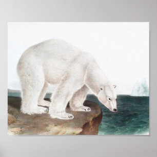 Poster Ilustração do Urso Polar (Ursus maritimus)