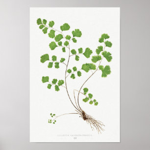 Poster Ilustração do Vintage de Midenhair Fern
