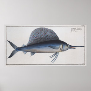 Poster Ilustração do vintage de um Sailfish (1785)