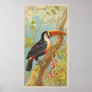 Poster Ilustração do vintage de um Toucan (1889)