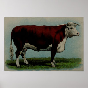 Póster Ilustração do vintage de uma vaca de Hereford