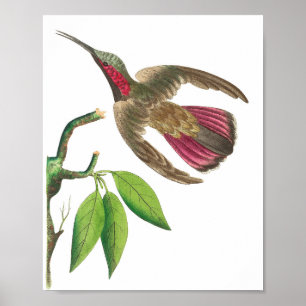 Poster Ilustração do Vintage Hummingbird