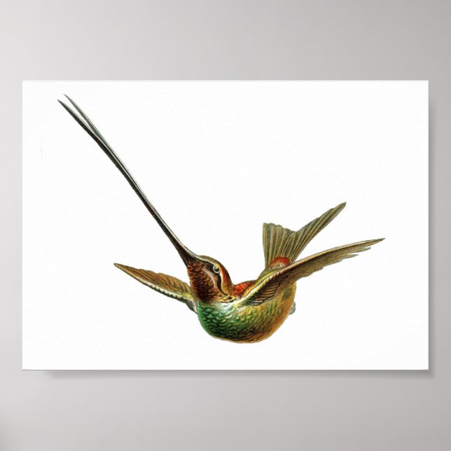 Poster Ilustração do Vintage Hummingbird (Frente)