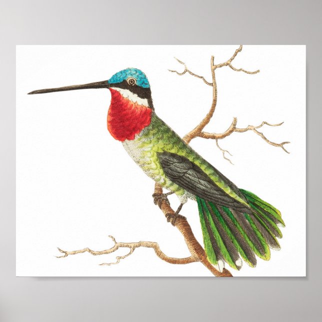 Poster Ilustração do Vintage Hummingbird (Frente)