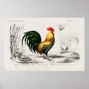 Poster Ilustração do Vintage Rooster