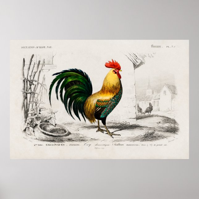 Poster Ilustração do Vintage Rooster (Frente)