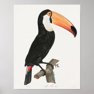 Poster Ilustração do Vintage Toucan