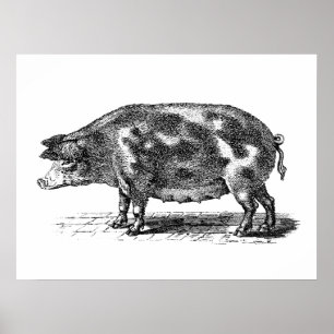 Póster Ilustração doméstica do porco do vintage - porc
