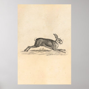 Poster Ilustração dos 1800s do coelho de coelho da lebr
