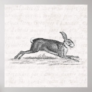 Póster Ilustração dos 1800s do coelho de coelho da lebr