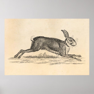 Poster Ilustração dos 1800s do coelho de coelho da lebr